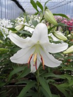 [1818 CasaBlanca 2N No01.JPG]